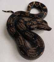 IMG H T 100 F BOA CONSTRICTOR