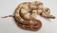 SUNGLOW T P H T 66 M BOA CONSTRICTOR