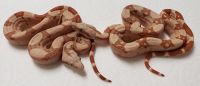 SUNGLOW T 66 POSS HET ANERY 1.0 AND 0.1 BOA CONSTRICTOR