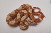 IMG JUNGLE RED T 1.0 BOA CONSTRICTOR 2020 THEN