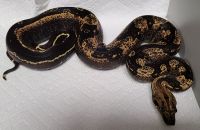IMG JUNGLE HET T M BOA CONSTRICTOR 2022 NOW