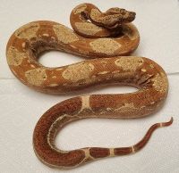 IMG JUNGLE RED T 1.0 BOA CONSTRICTOR 2022 NOW