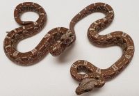 IMG AZTEC T 0.1 BOA CONSTRICTOR 2018 THEN
