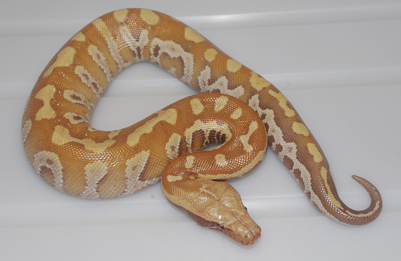 VPI RED ALBINO  RED X LINEAGE BLOOD PYTHON PYTHON BRONGERSMAI MALE 2013