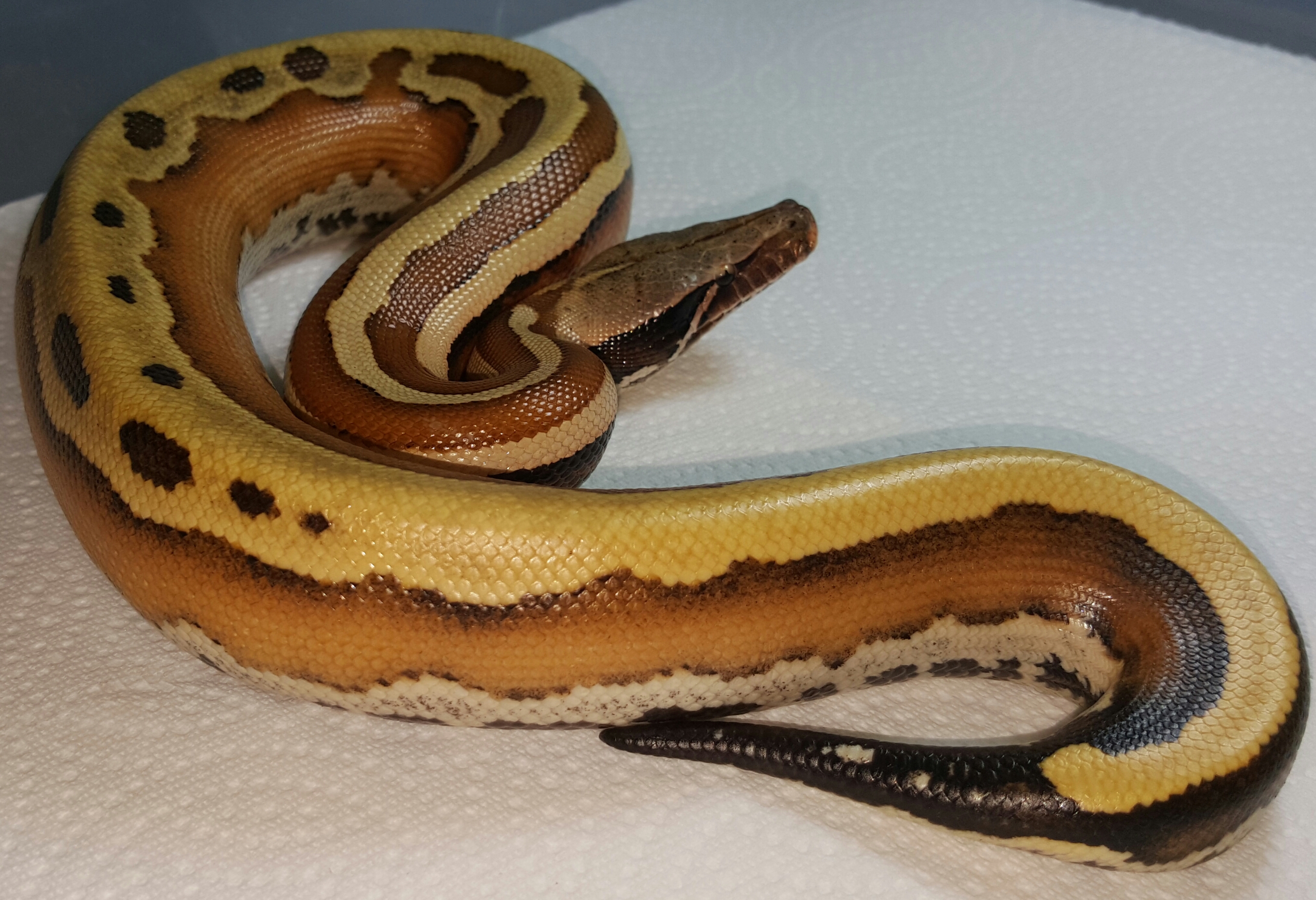 VPI Super Stripe Blood Python Python brongersmai Female #1