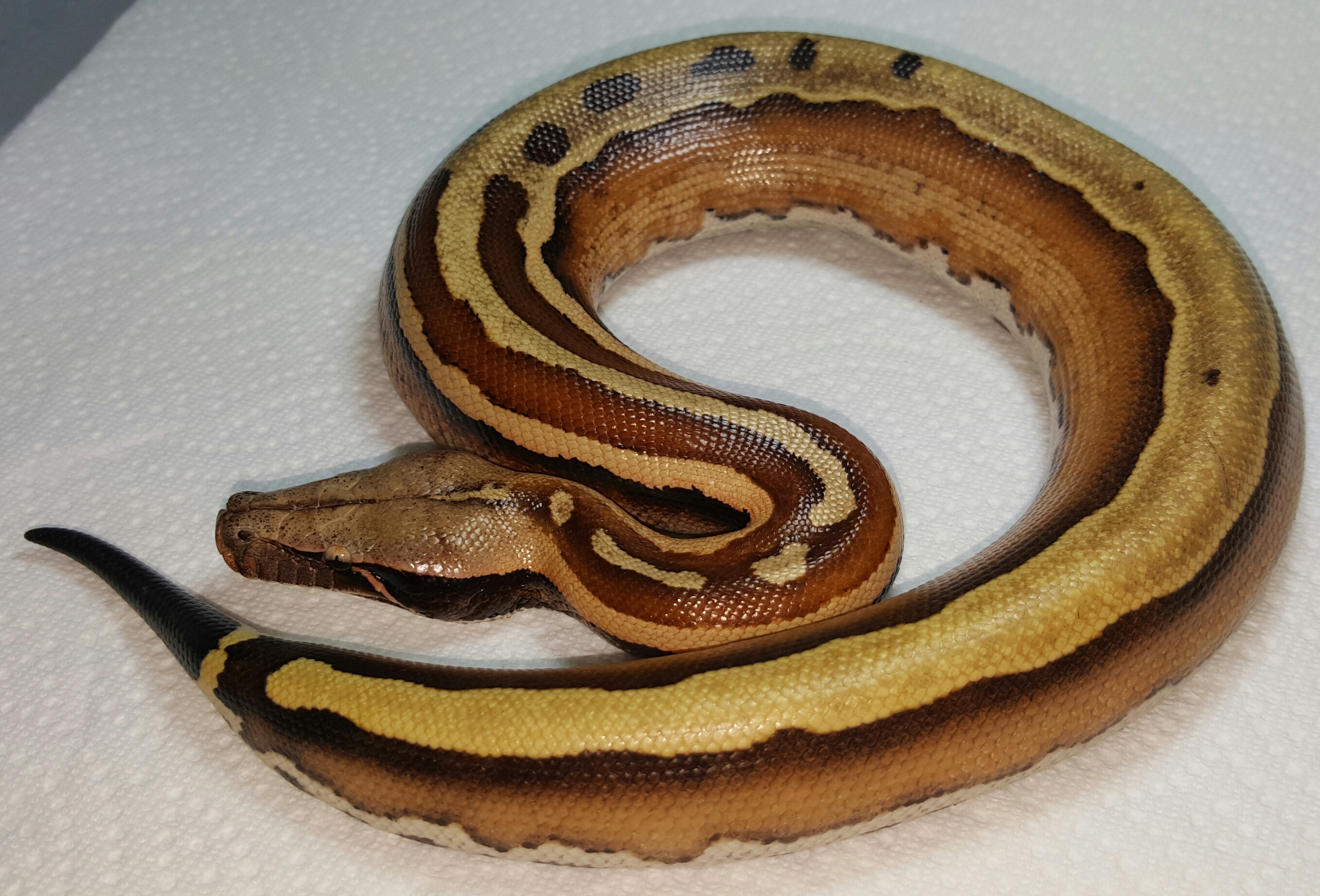 VPI Super Stripe Blood Python Python brongersmai Female #2