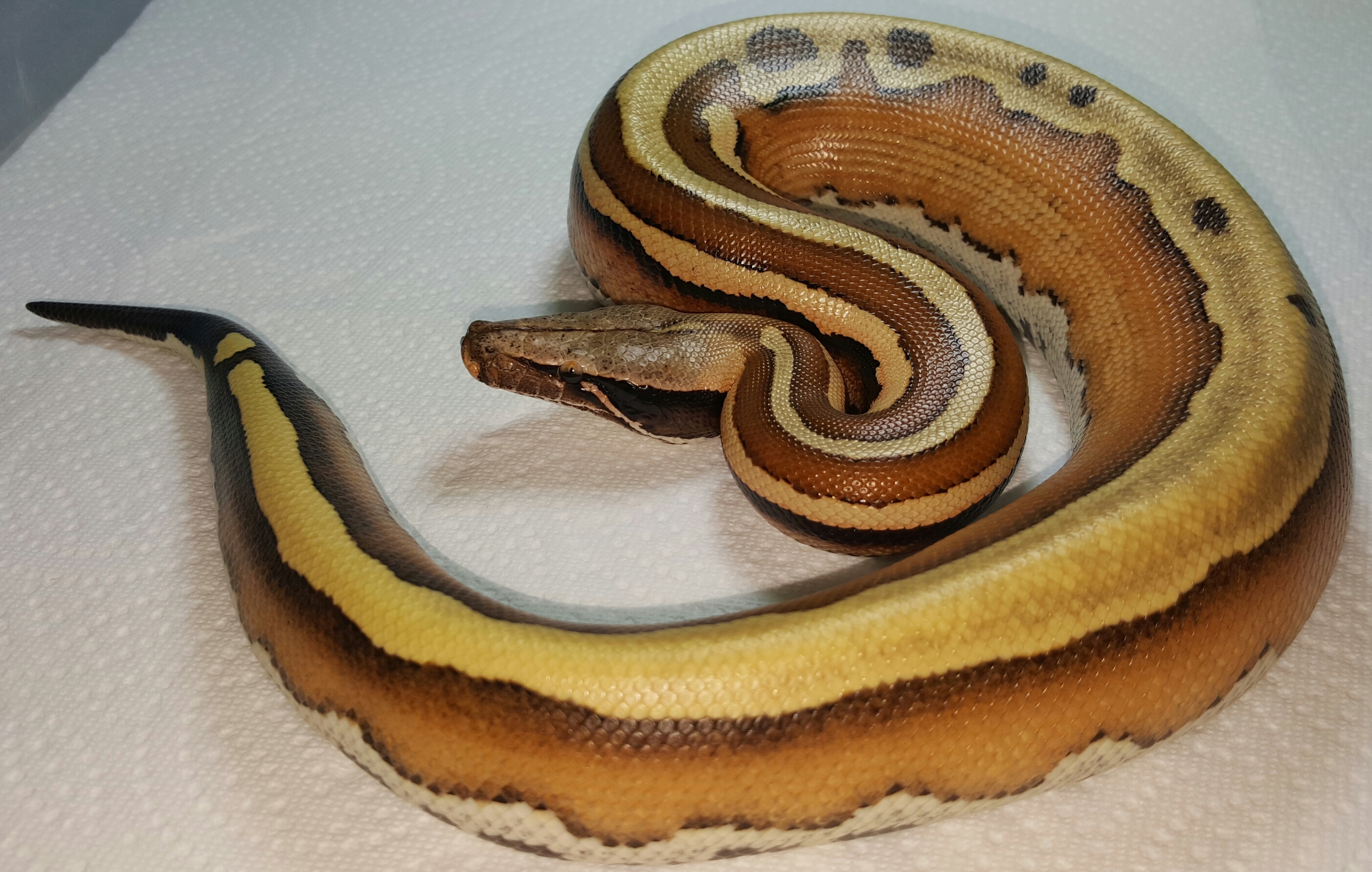 VPI Super Stripe Blood Python Python brongersmai Female #3
