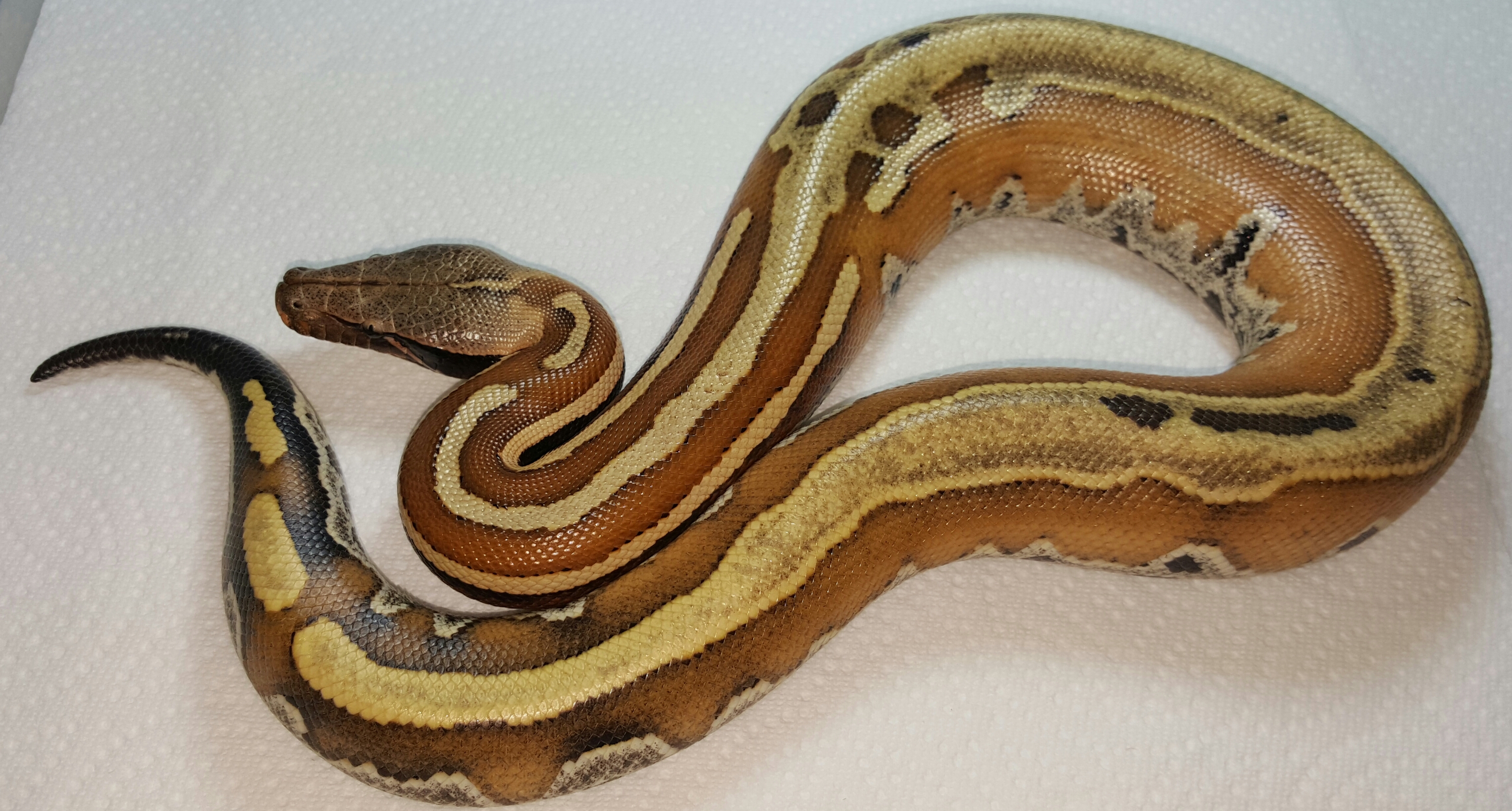 VPI Super Stripe Blood Python Python brongersmai Female #4
