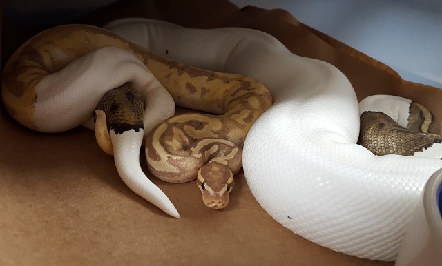 Banana Pied male x Pied female Python regius VPI 2018 