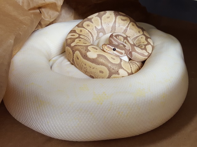 Banana het Albino male x Snow female Python regius VPI 2018
