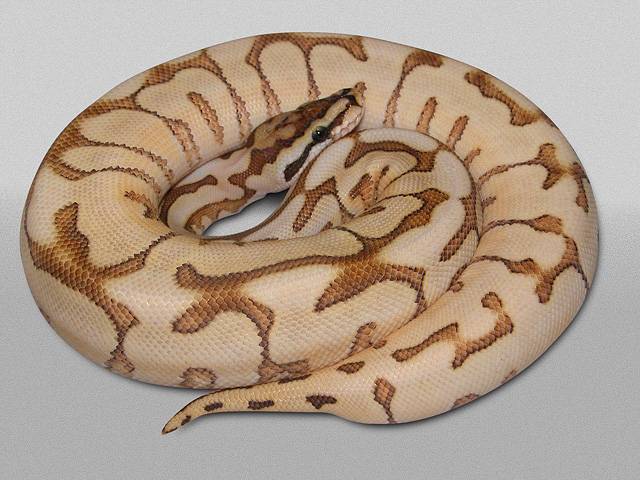 PE Desert Spider Yellow Belly Fire Ball Python Python regius