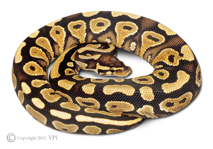 Yellowbelly/Mojave