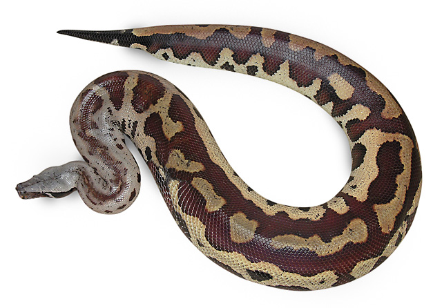 carmine-blotched blood python