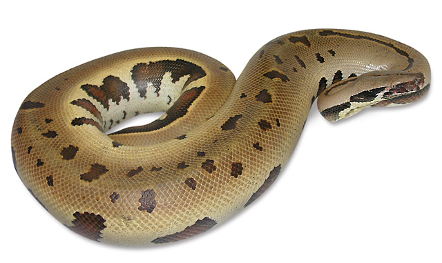 goldeneye blood python