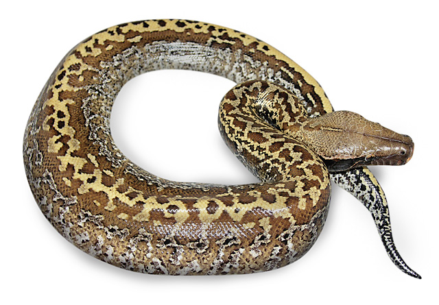 batik blood python