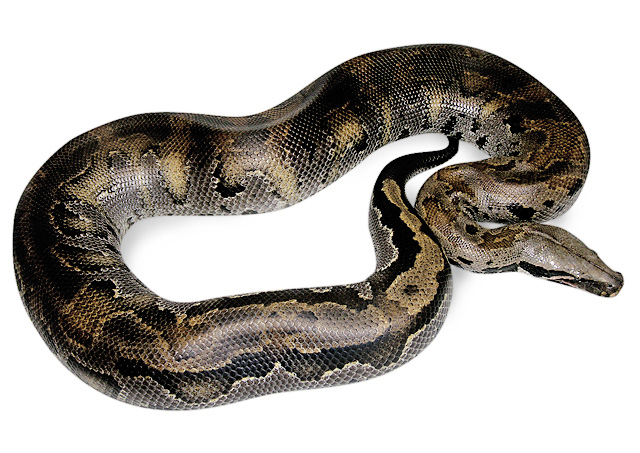 black-smoke blood python