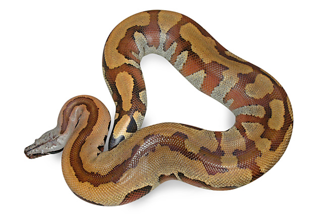 stripe-neck blood python