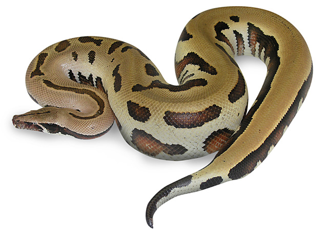 goldeneye blood python