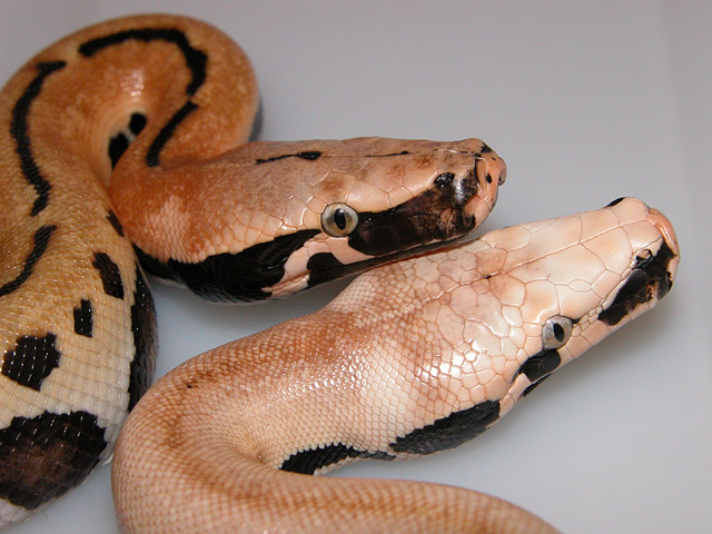 VPI GOLDEN EYE 66% RED ALBINO AND MAGPIE 2013