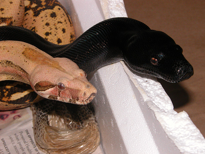 VPI Midnight Gin female and VPI Pink Panther Caramel Albino male Boa constrictor