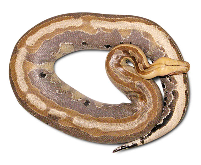 ultra-breit Borneo python