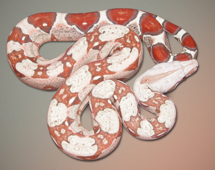 caramel-albino boa neonate