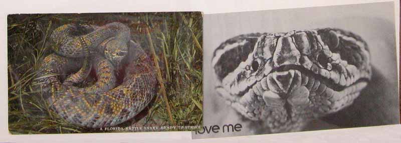 Florida rattlesnake postcards