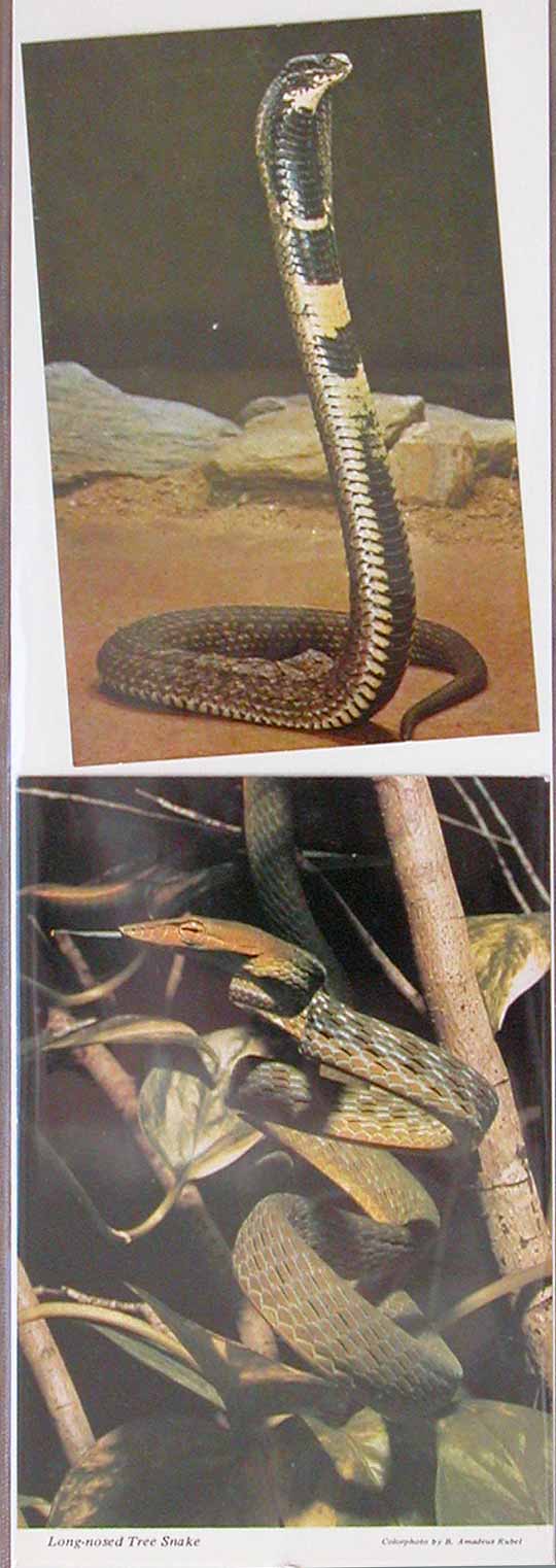 snake post cards