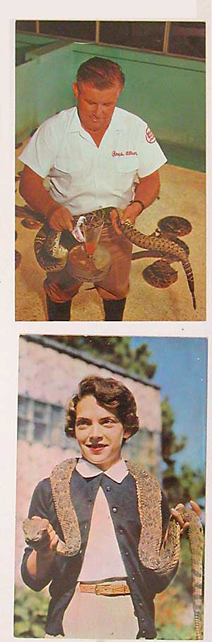 snake postcards