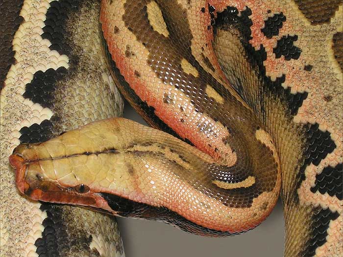 Adult Borneo python