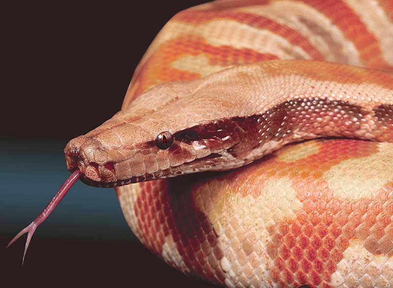 red-albino blood python
