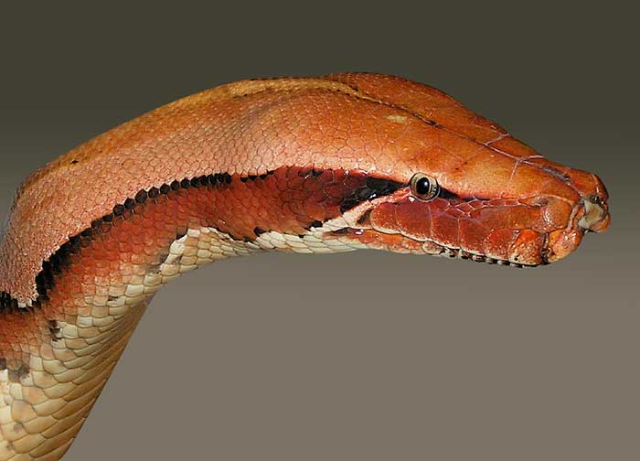 red-headed Borneo python
