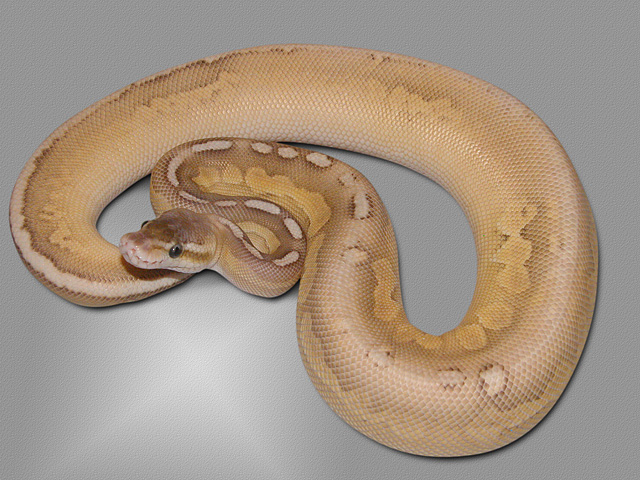 Super pastel Cinnamon Mojave Ball Python Python regius