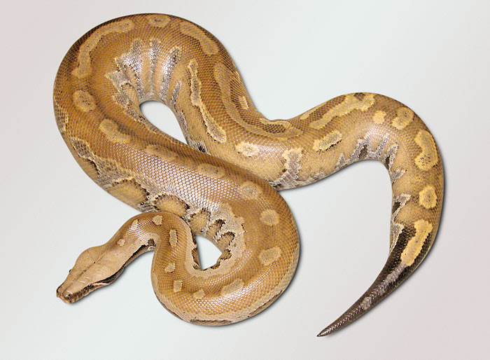 Yellow Blood Python | Vida Preciosa International, Inc.