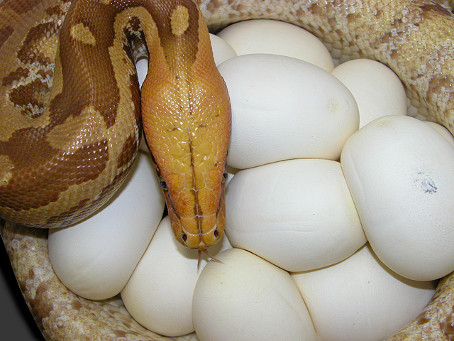 VPI Caramel Albino Sumatran Python Python curtus on eggs 2013