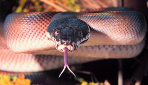 White-lipped python