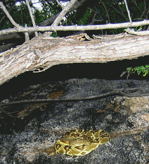 Blacktail rattlesnake, CM9