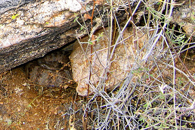 Gordo, a male tiger rattlesnake