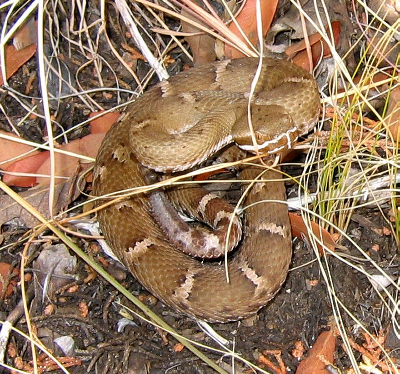 Ridgenose Rattlesnake