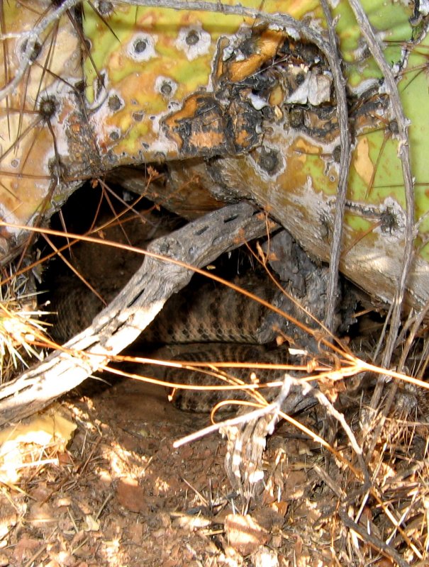 Tiger Rattlesnake (Gordo)