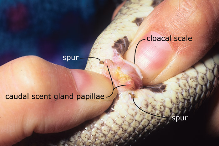 Popping a female ball python