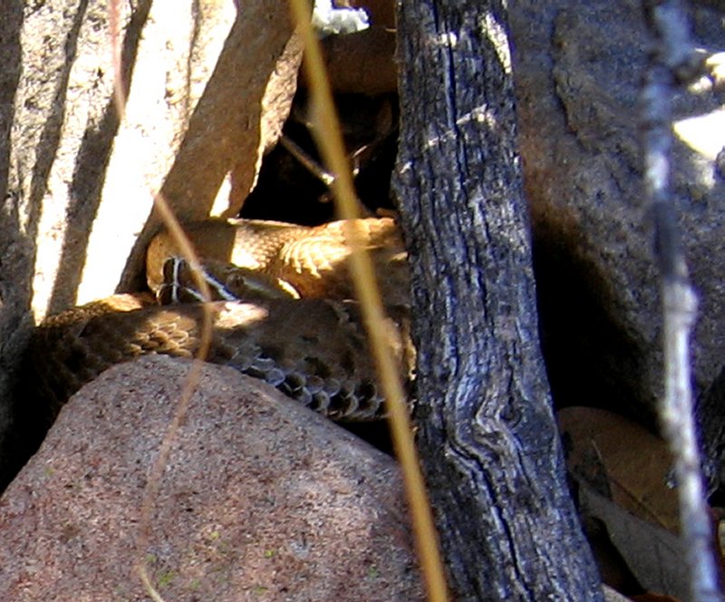 Ridgenose rattlesnake