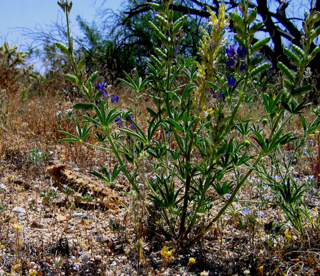Regal horned lizard, Phrynosoma solare