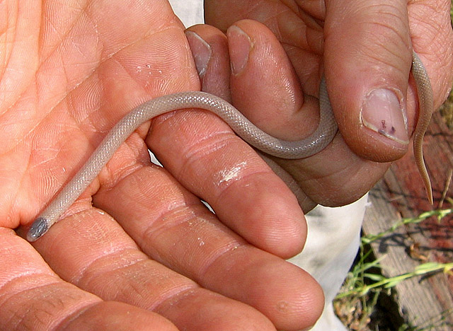 Photo 2.  Black-headed snake