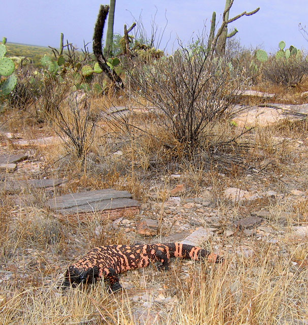 A Gila monster on the prowl