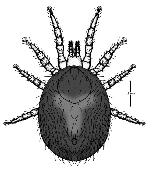 Adult Female Mite: dorsal view