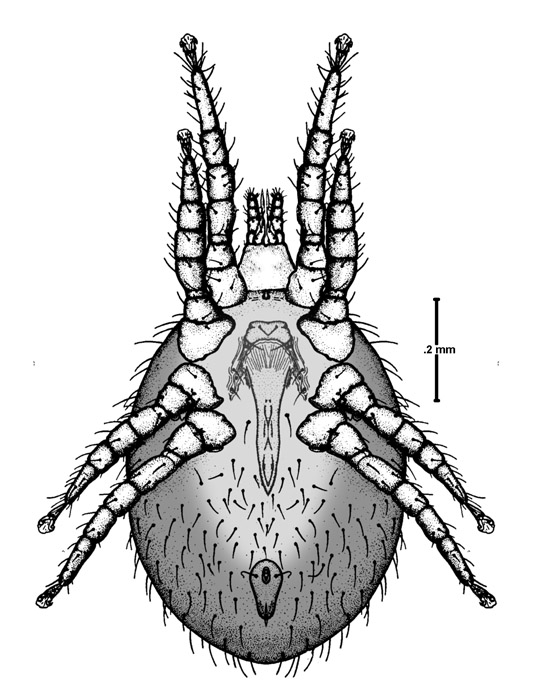 Adult Female Snake Mite: ventral view
