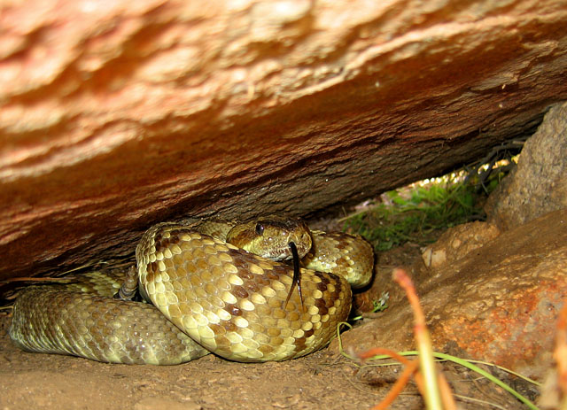 Photo 1. Blacktail rattlesnake