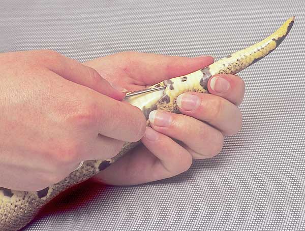 Probing a ball python: The slender stainless steel sexing probe is inserted into the cloaca of a snake and then gently pushed in the direction of the tip of the tail, looking to see just how far into the tail it is possible to slip the probe.