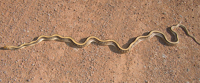 Photo 4.  Western patchnose snake